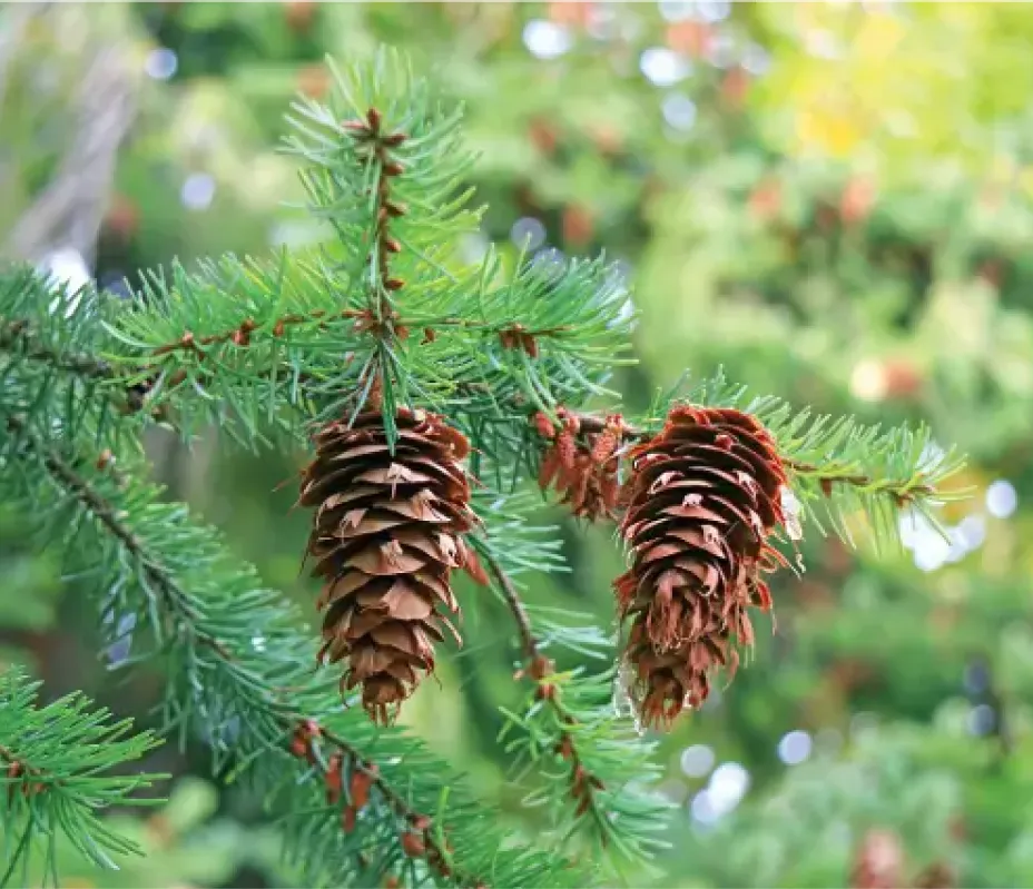 Pine Chemicals image