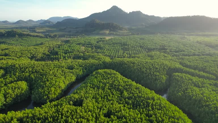 Nordic Tall Oil: una materia prima renovable independiente de Ormuz para la industria química