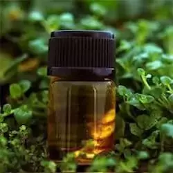 Alpha Pinene 95% - Spanyol